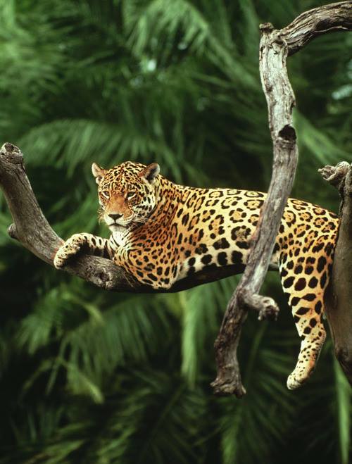 Jaguar descansando en rama de bosques