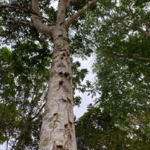 Arbol de Caoba Hondureña