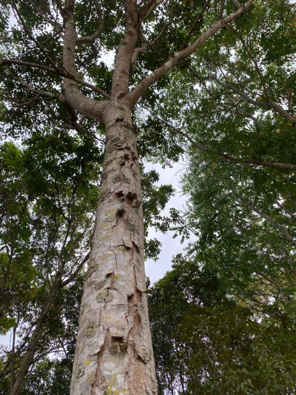 Arbol de Caoba Hondureña